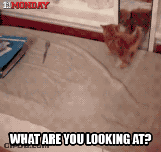 Cat Fight With The Mirror GIF