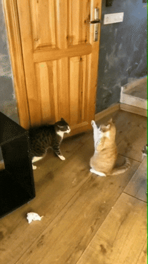 Cat Fighting Funny Falling GIF