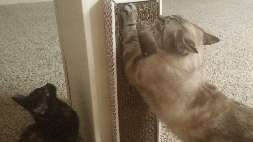 Cat Filing Nails Cute Scratching Pad GIF