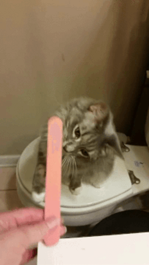 Cat Filing Nails Funny Licking Filer GIF