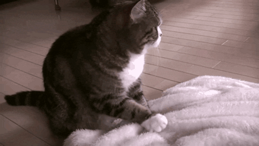 Cat Filing Nails Kneading White Blanket GIF