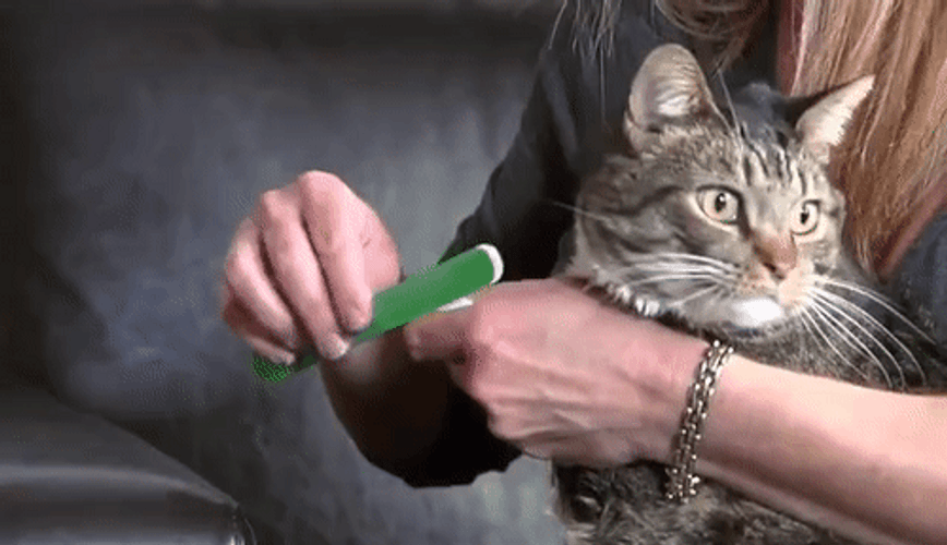 Cat Filing Nails Long Blank Stare GIF