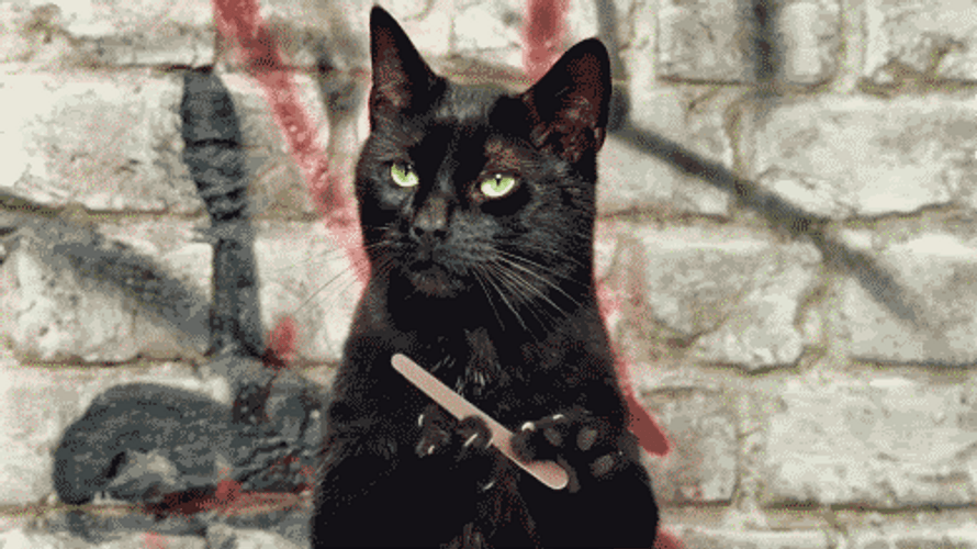 Cat Filing Nails Salem Bored Annoyed Reaction GIF