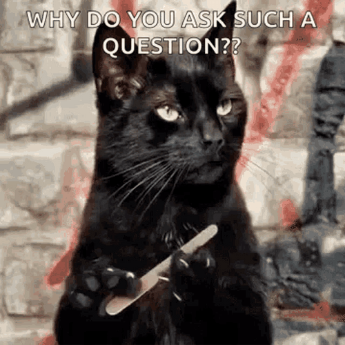 Cat Filing Nails Salem Why Do You Ask GIF