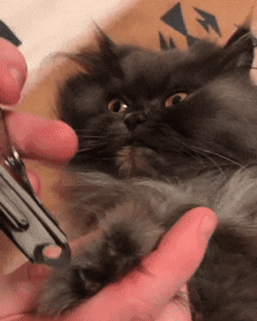 Cat Filing Nails Trimming Nails Grumpy Kitten GIF