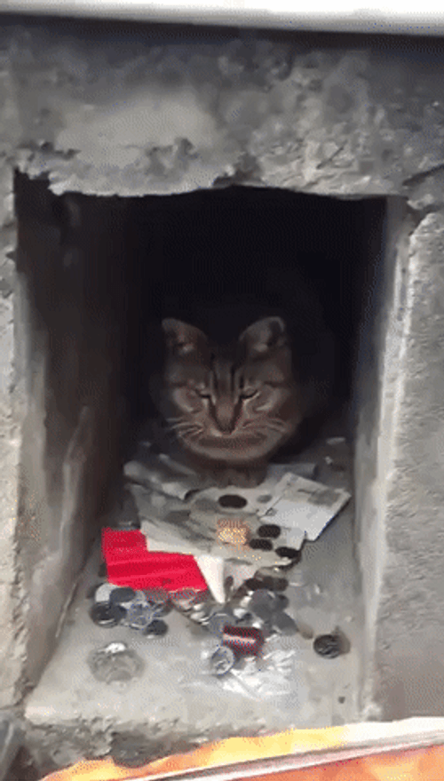 Cat Finance Bank GIF