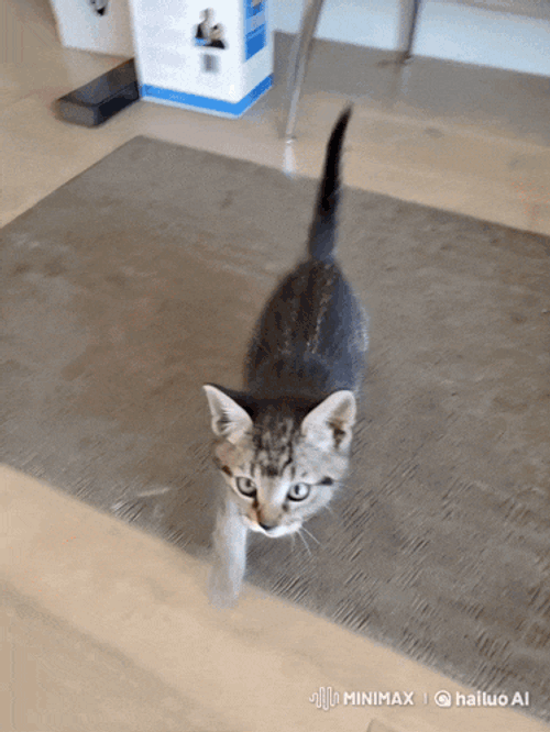 Cat Fire GIF