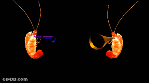 Cat Fireworks Tips Play Tunes And New Toy GIF