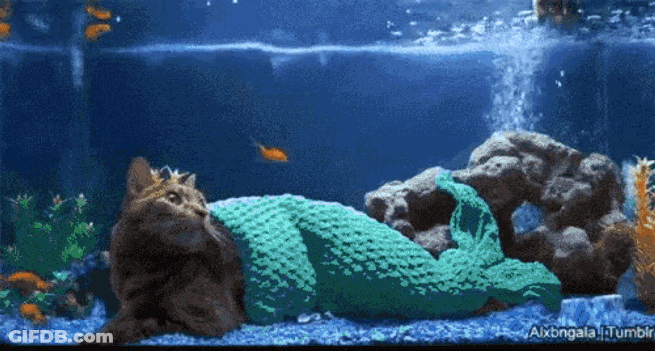 Cat Fish GIF