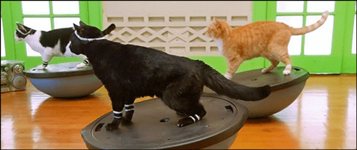 Cat Fitness Cute Balance GIF