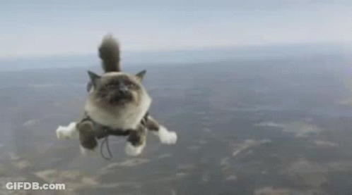 Cat Flying In Harness GIF