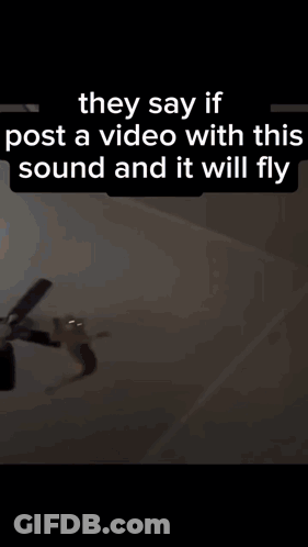 Cat Flying Through Air GIF