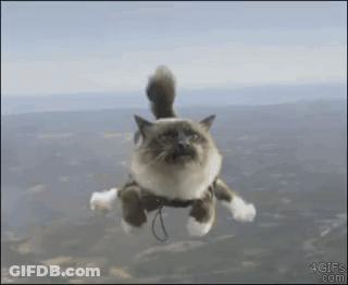 Cat Flying Through Air With 4Gifs.com GIF