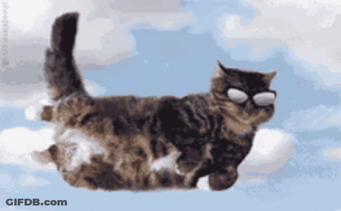 Cat Flying With Sunglasses GIF