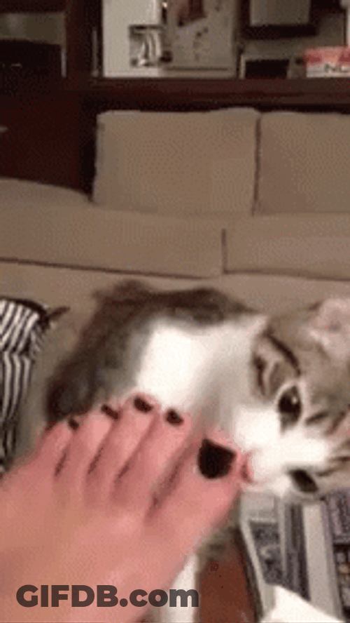 Cat Foot Fetish GIF