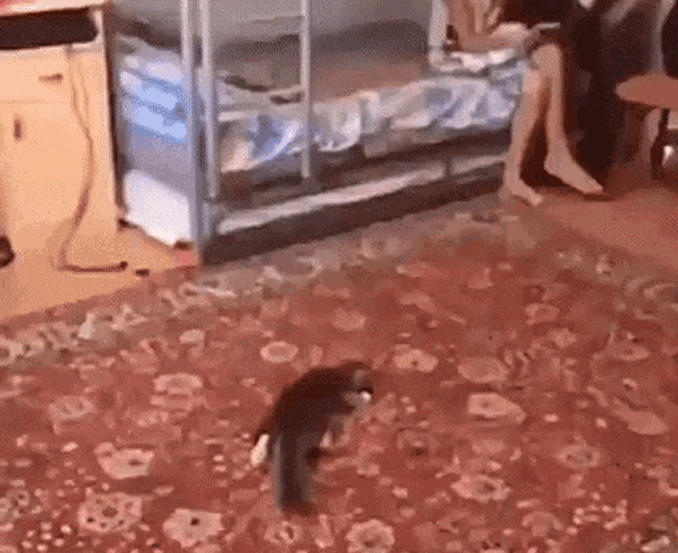 Cat Football Kick GIF