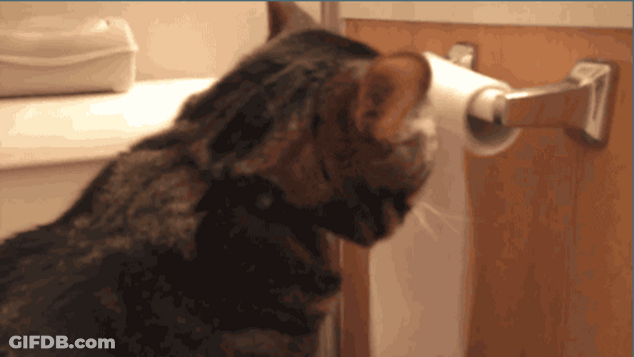 Cat Freak Rolls Tissue Paper Roll GIF