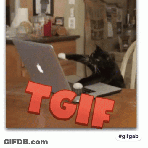 Cat Friday Undefined X Undefined GIF