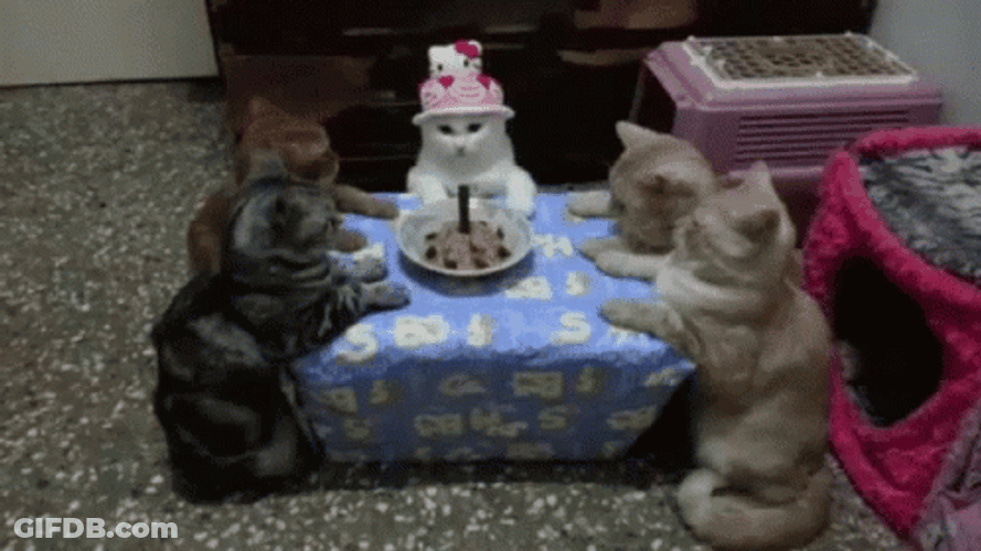 Cat Friends Birthday Party Celebration GIF