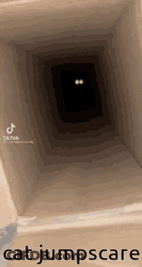 Cat From The Box Jump Scare GIF