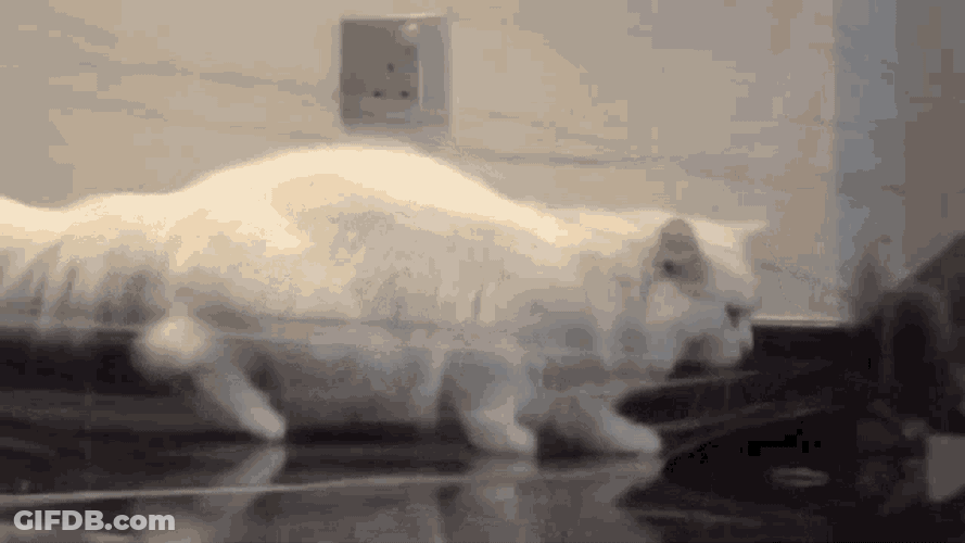 Cat Fun GIF