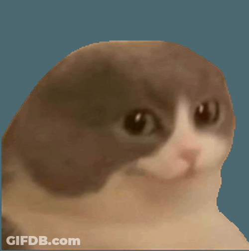 Cat Funny Cat Sticker GIF