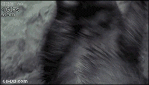 Cat Fur Close Up 4Gifs.com GIF