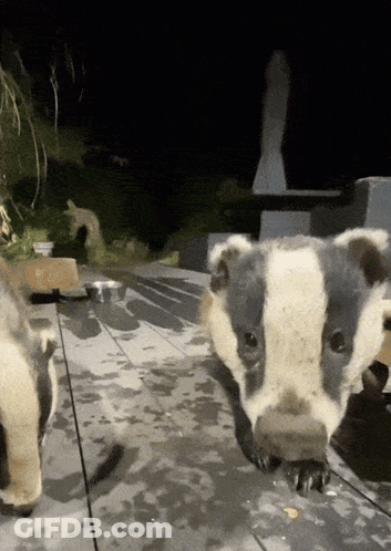 Cat Fur Close Up 4Gifs GIF