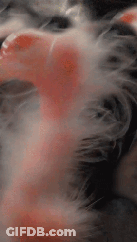 Cat Fur Close Up With Red Spot GIF