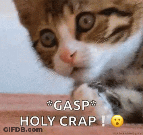 Cat Gasp Holy Crap GIF