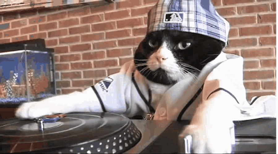 Cat Gato GIF