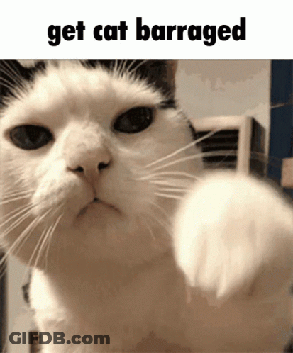Cat Get Cat Barraged GIF
