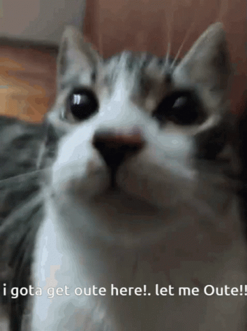 Cat Get Me Outta Here GIF