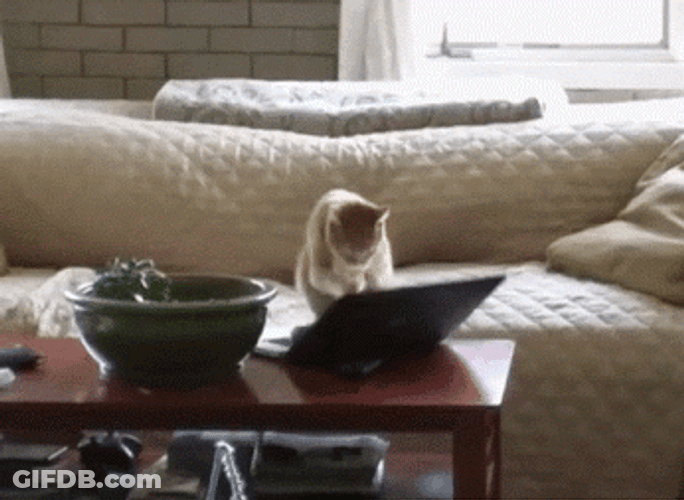 Cat Gets Caught Typing Computer GIF
