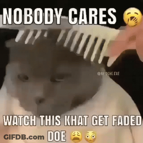 Cat Gets GIF