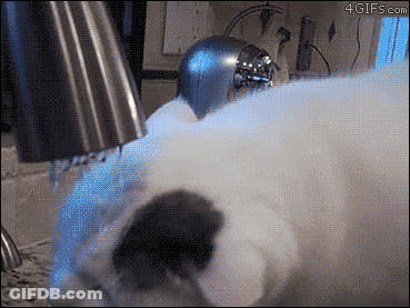 Cat Getting Bath GIF