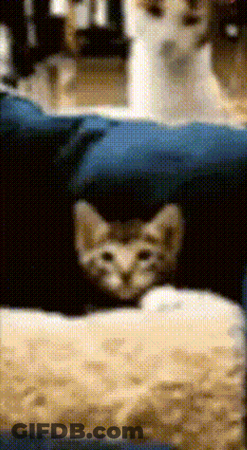 Cat Getting Hit Cat And Mom GIF
