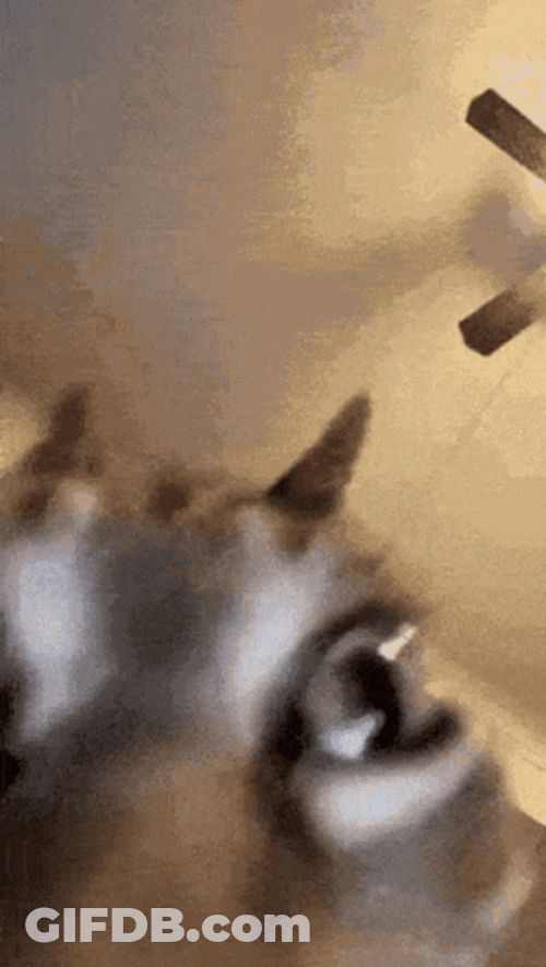 Cat Getting Insane GIF