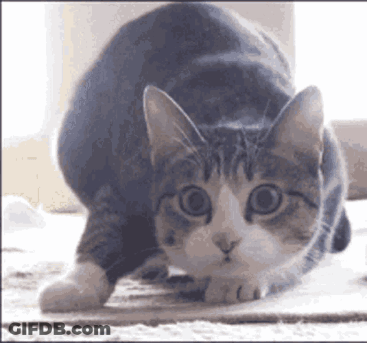 Cat GIF