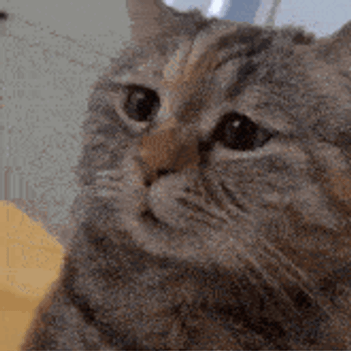 Cat GIF