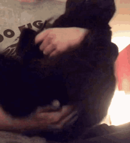 Cat GIF