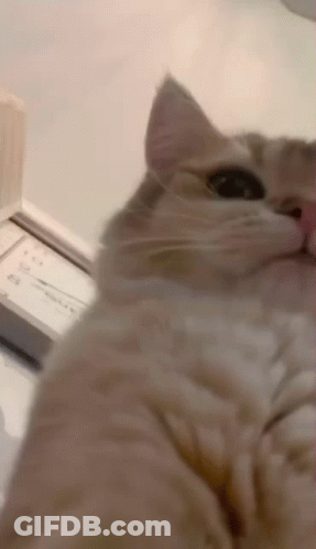 Cat GIF