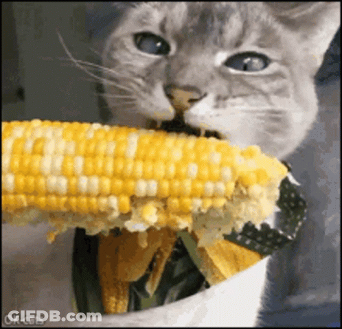 Cat GIF