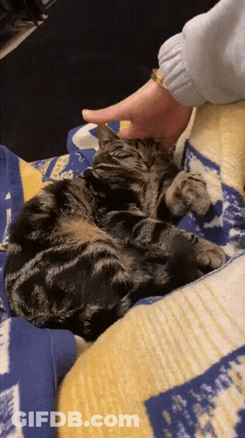 Cat GIF