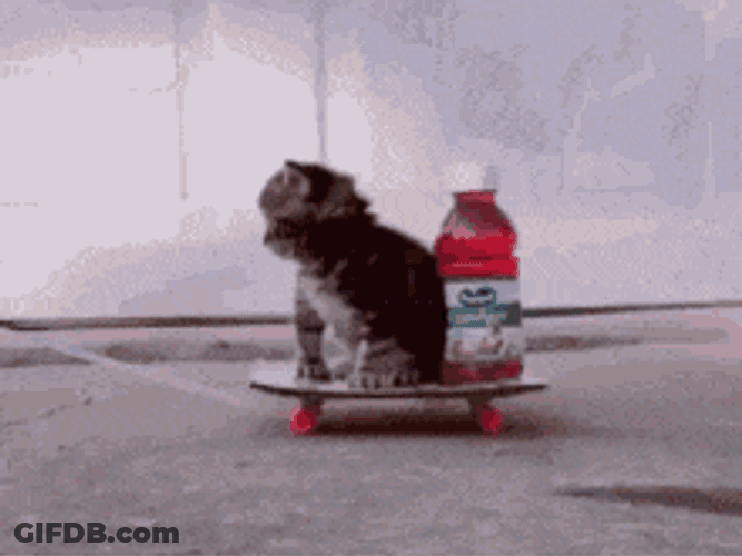 Cat GIF