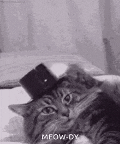 Cat GIF