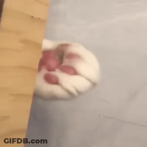 Cat Give Coin GIF