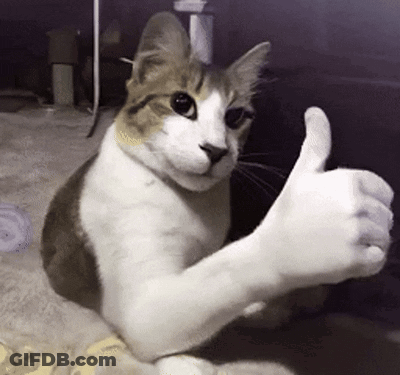 Cat Giving Thumbs Up On Bed GIF