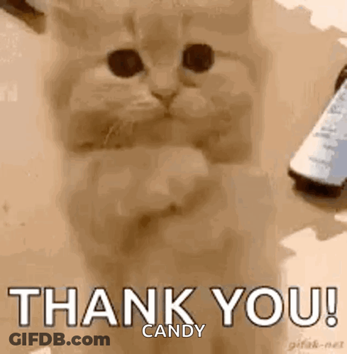 Cat Giving Thumbs Up Saying Thank You GIF