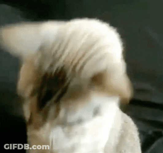 Cat Glasses Im Ready GIF
